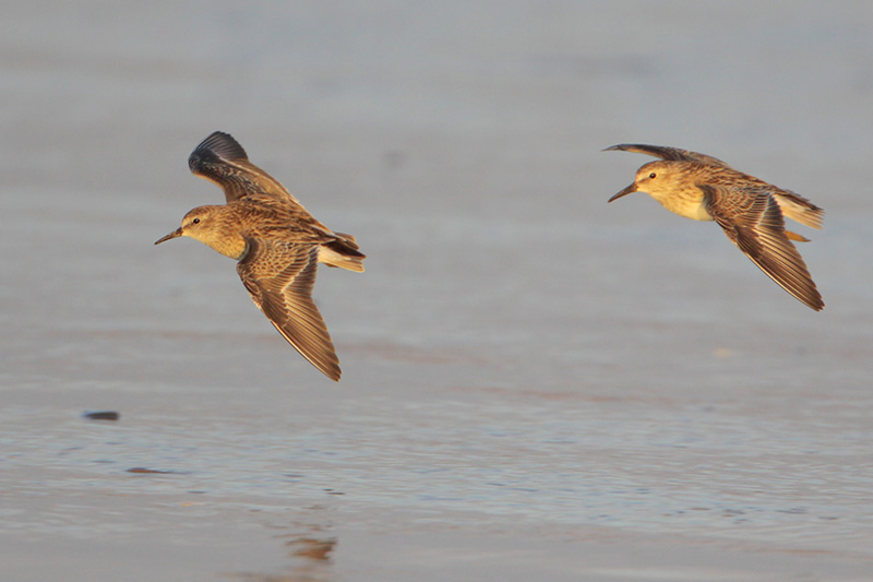 Least Sandpiper