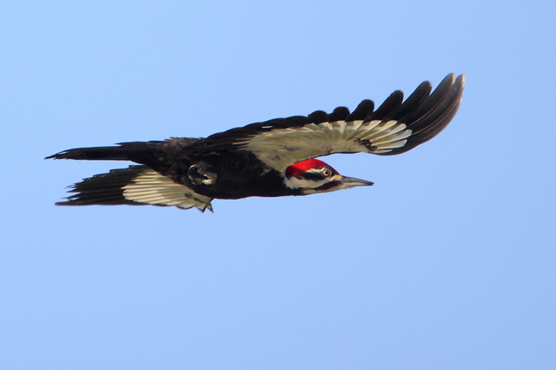 Pileated Woodpecker