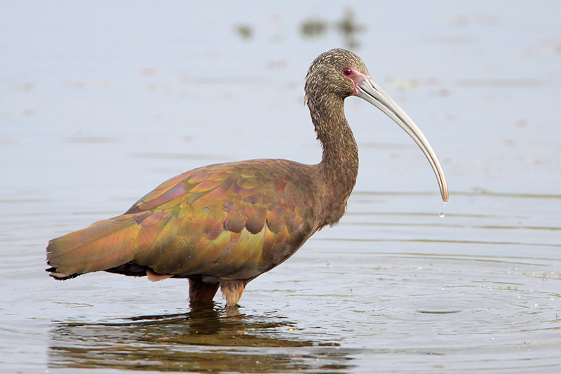 White-faced Ibis