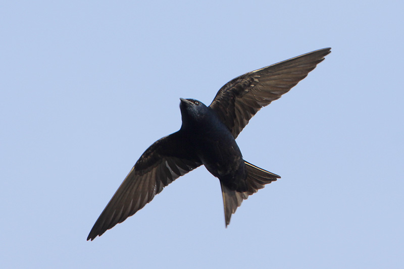 Purple Martin