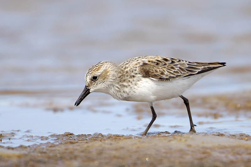 Semipalmated Sandpiper