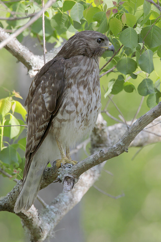 Red-shouldered Hawk