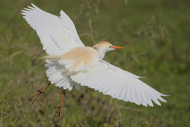Cattle Egret