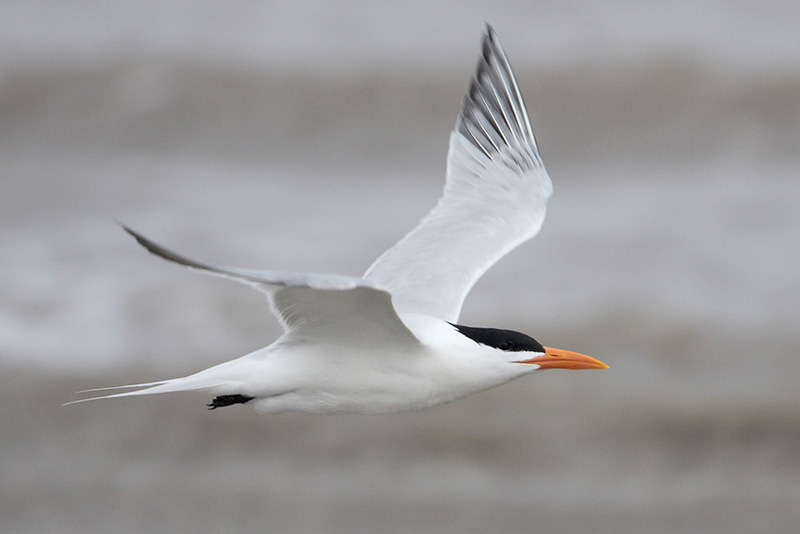 Royal Tern