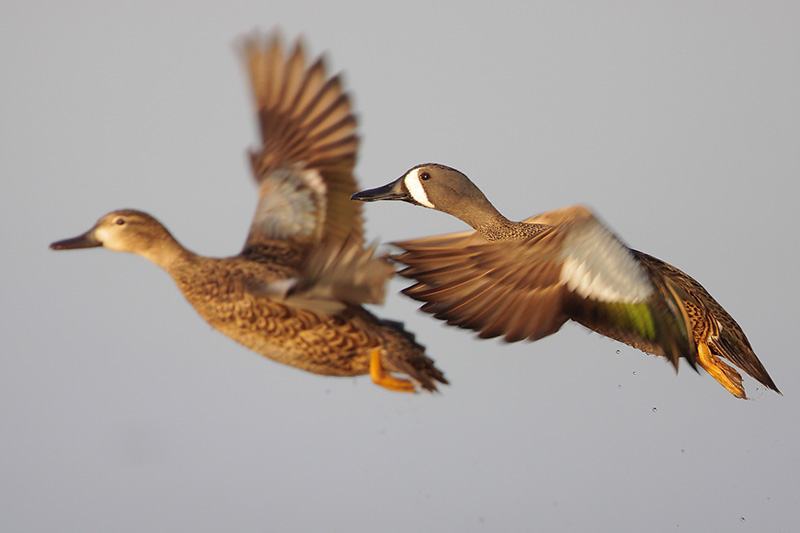 Blue-winged Teal