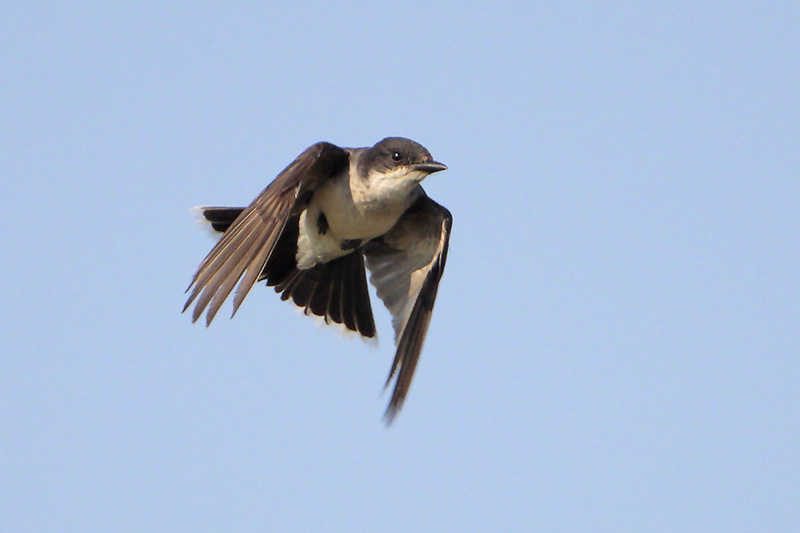 Eastern Kingbird