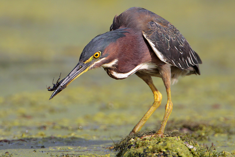 Green Heron