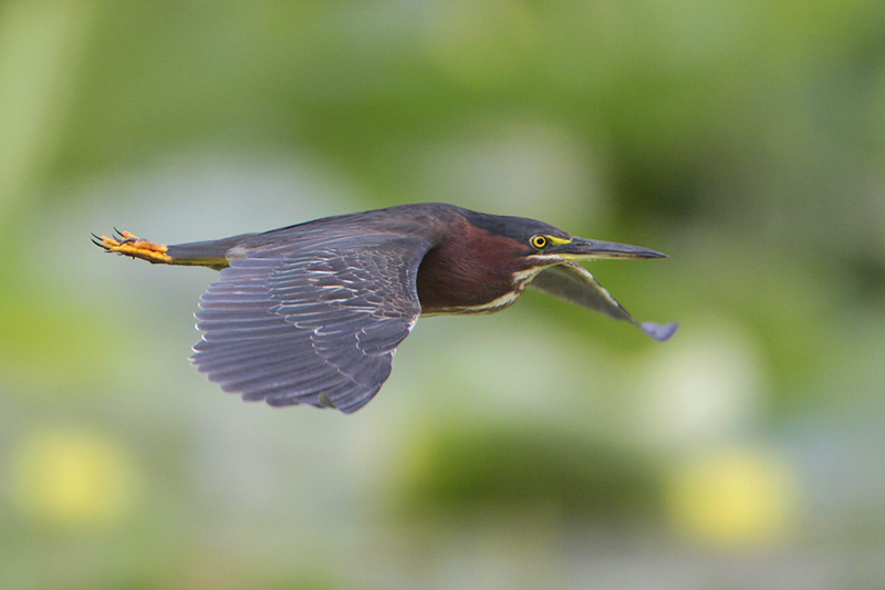 Green Heron