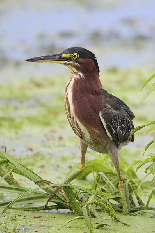 Green Heron