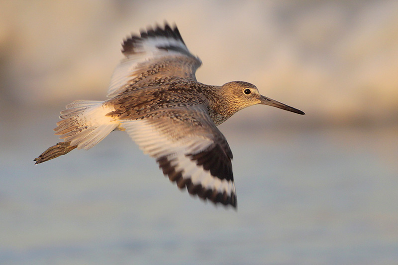 Willet