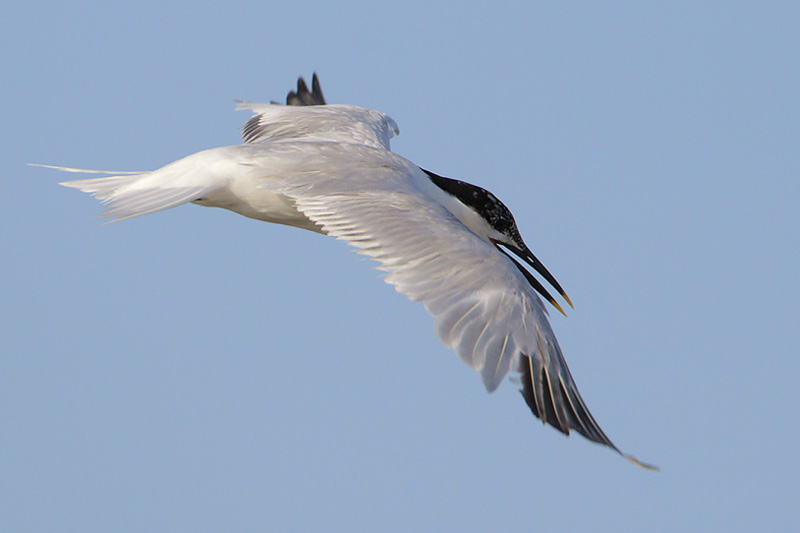 Sandwich Tern
