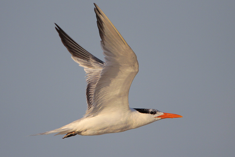 Royal Tern
