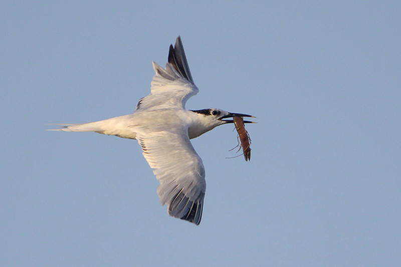 Sandwich Tern