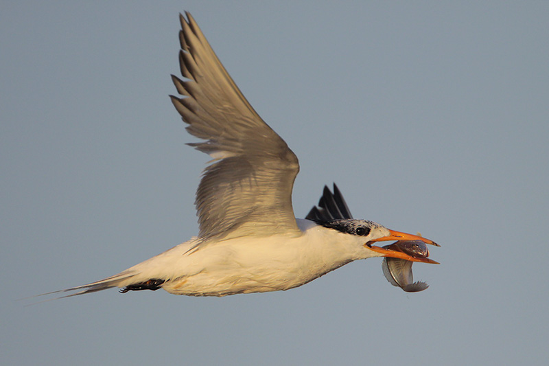 Royal Tern