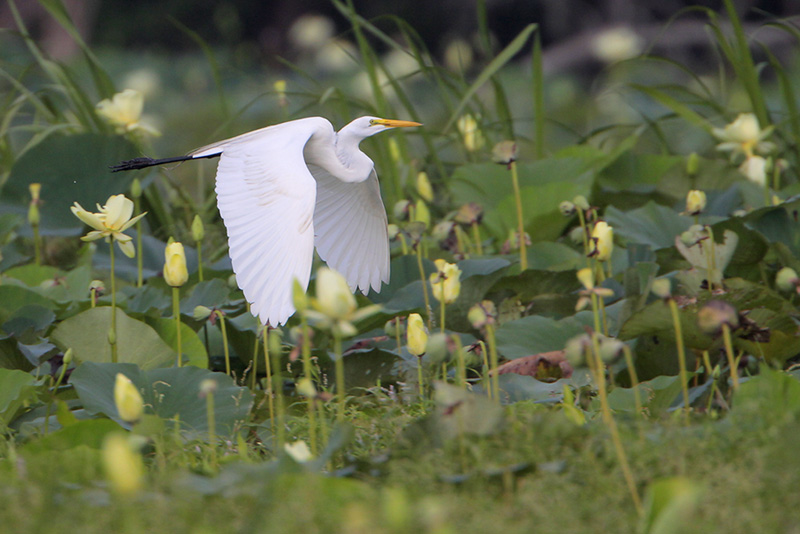 Great Egret