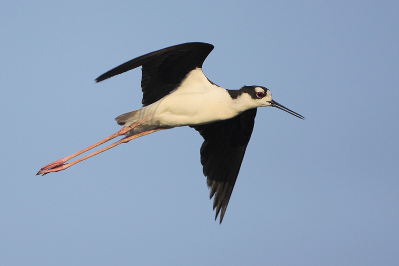 Black-necked Stilt