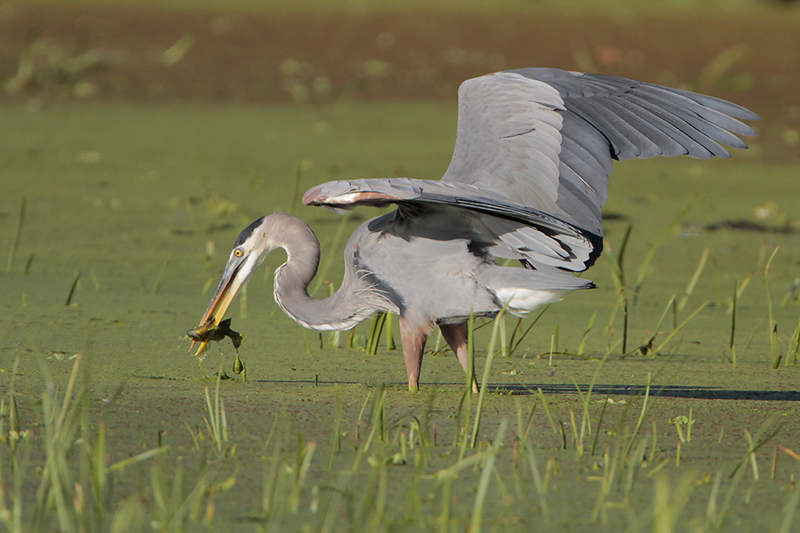 Great Blue Heron
