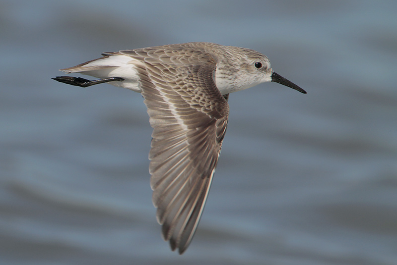 Sanderling