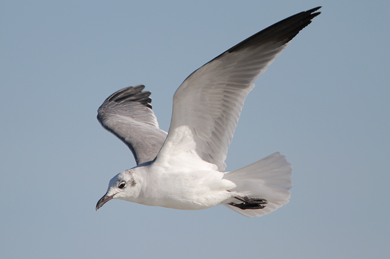 Laughing Gull