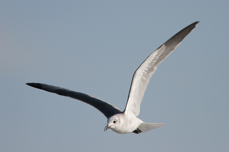 Laughing Gull