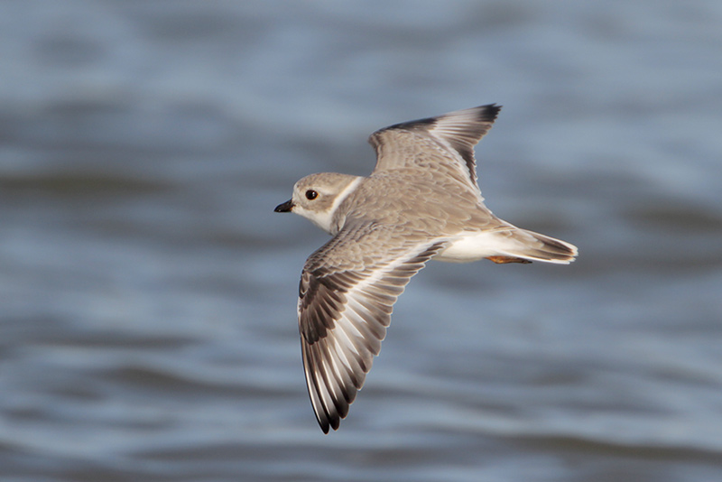Piping Plover