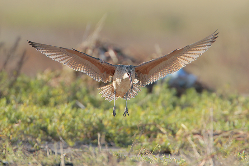 Long-billed Curlew
