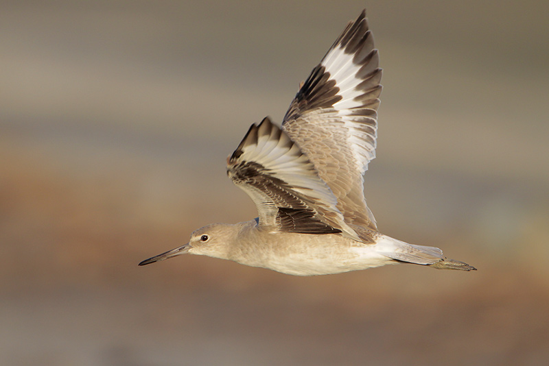 Willet