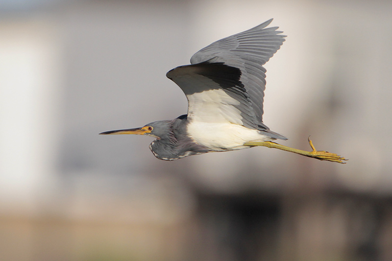 Tricolored Heron