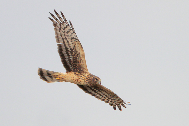 Northern Harrier