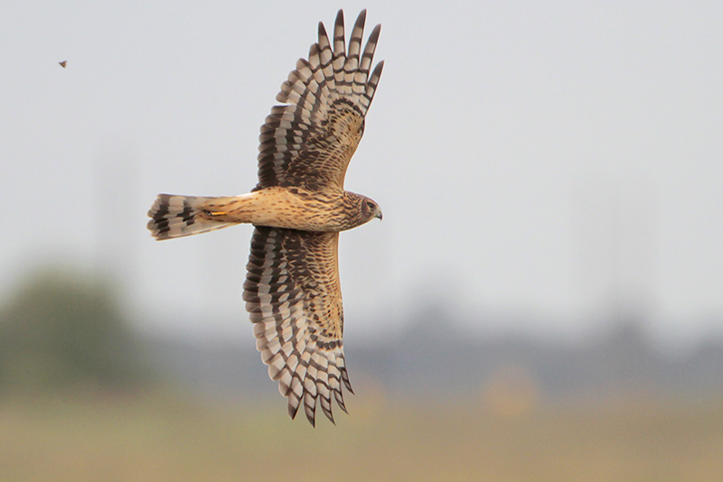 Northern Harrier