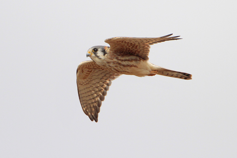 American Kestrel