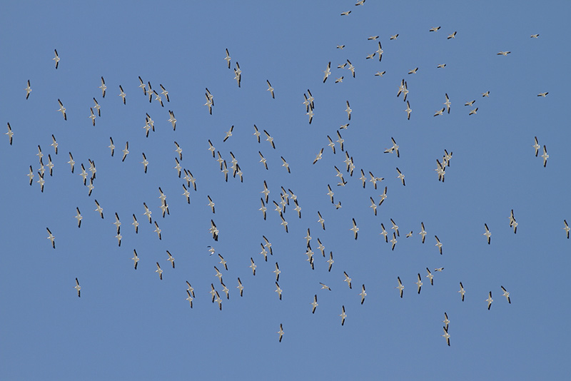 American White Pelican