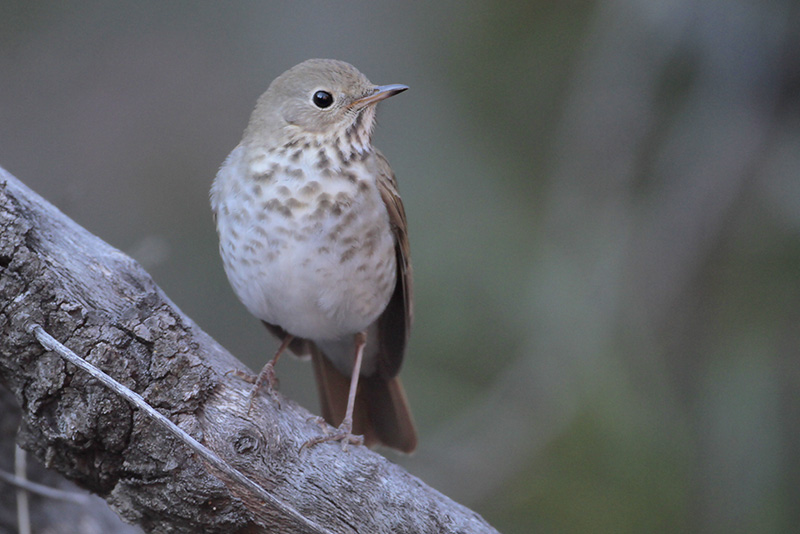 Hermit Thrush