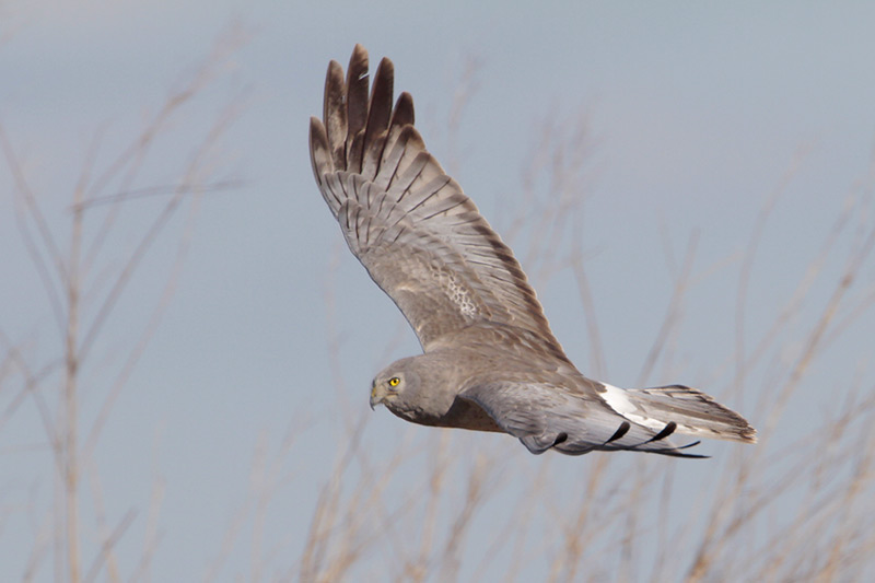 Northern Harrier