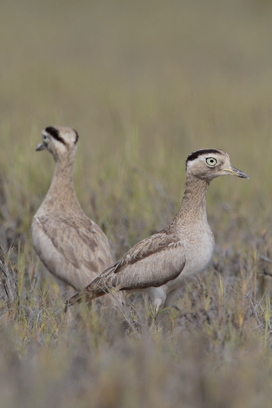 Peruvian Thick-knee