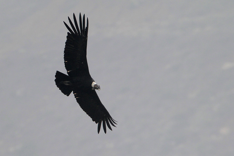 Andean Condor