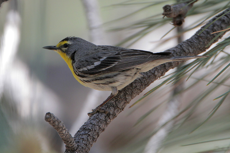 Graces Warbler