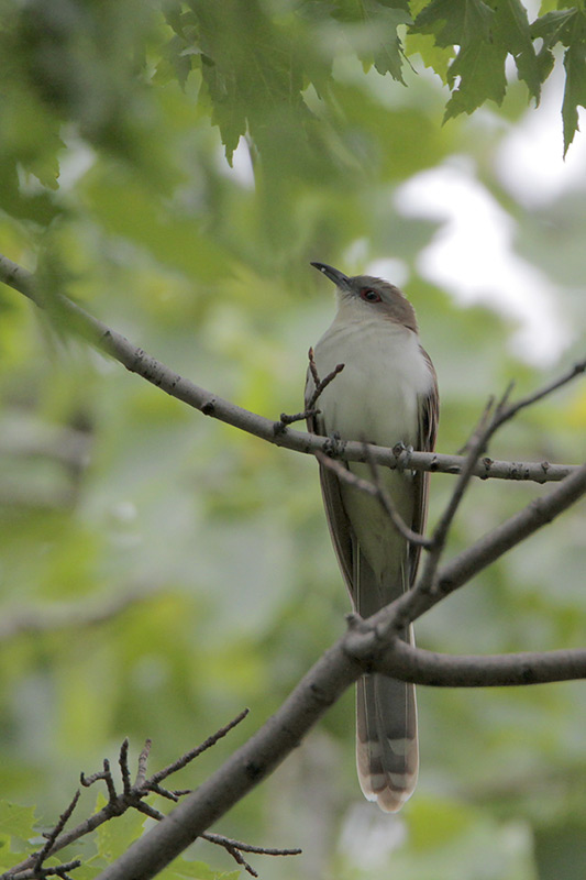 Black-billed Cuckoo