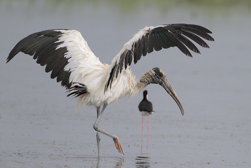 Wood Stork
