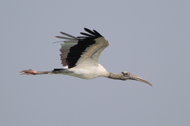 Wood Stork