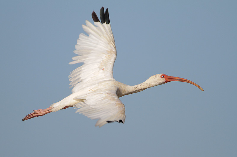 White Ibis