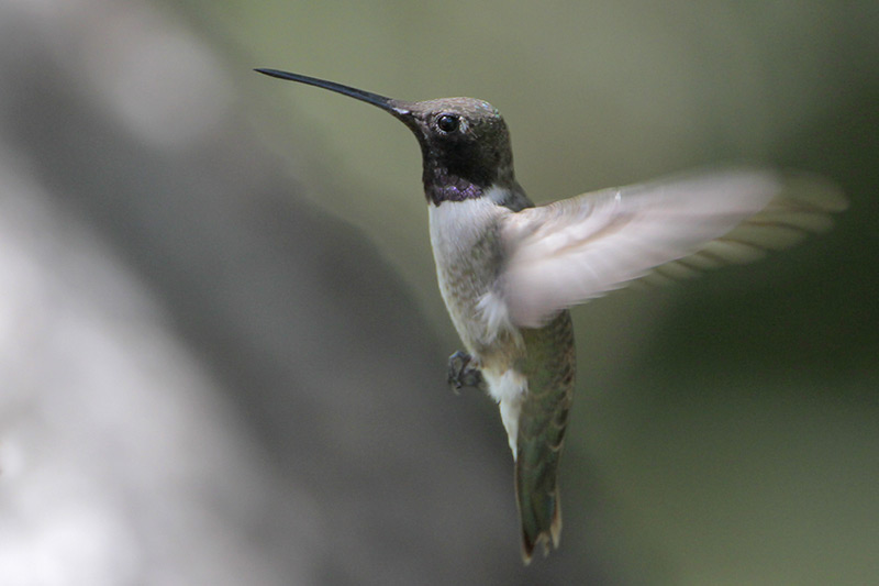 Black-chinned Hummingbird