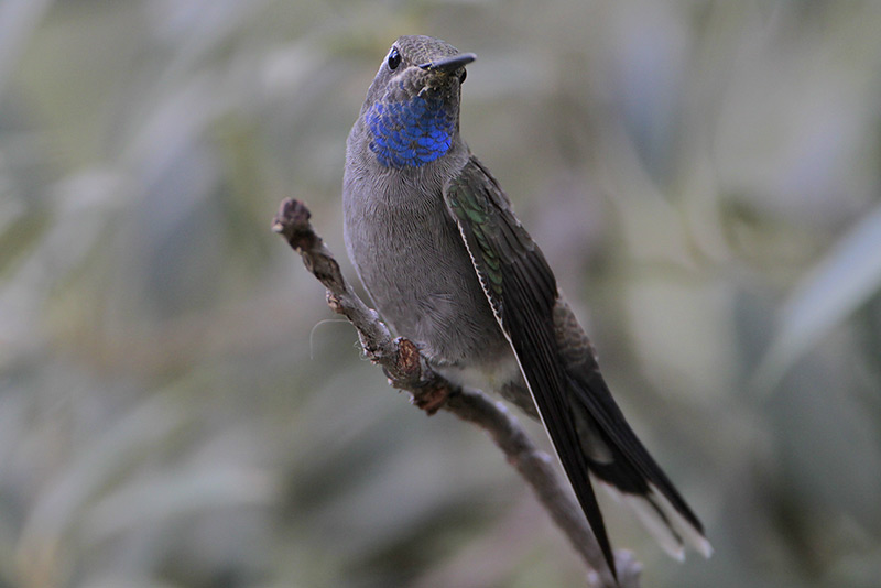 Blue-throated Hummingbird