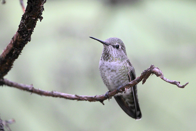 Annas Hummingbird