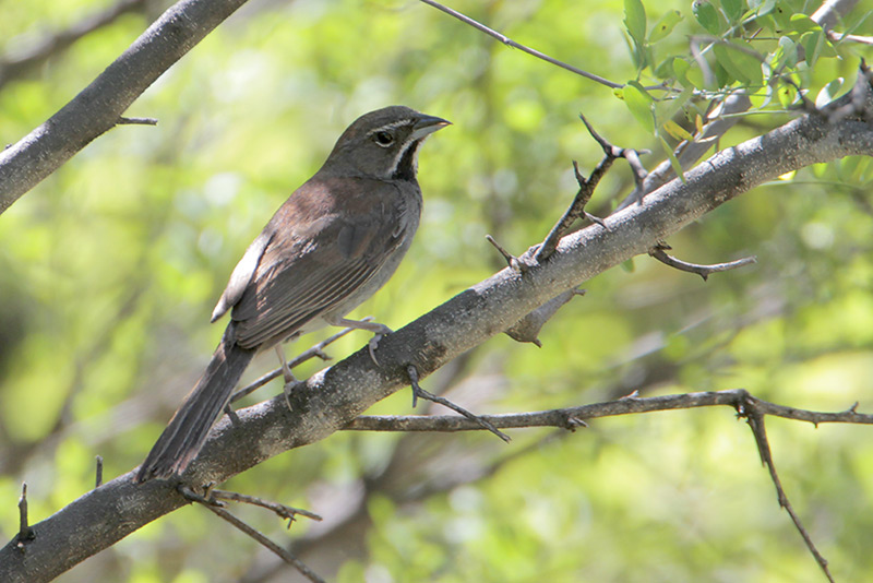 Five-striped Sparrow