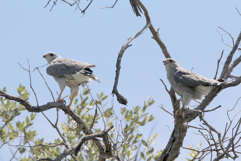 Gray Hawk