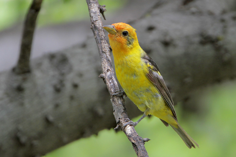 Western Tanager