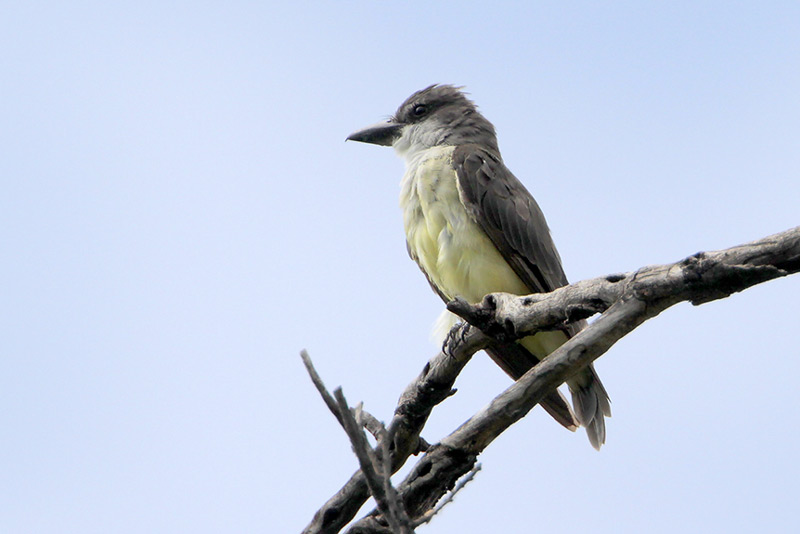 Thick-billed Kingbird