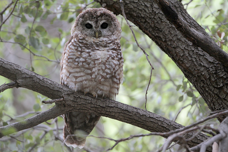 Spotted Owl