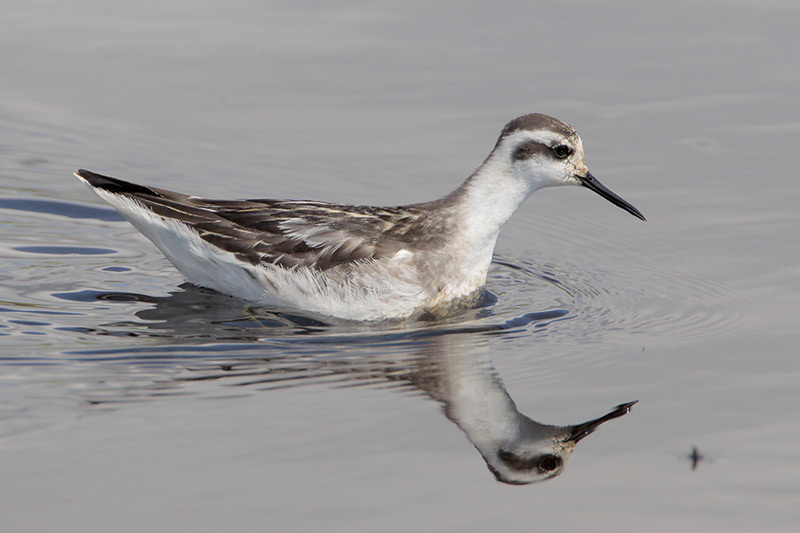 Red-necked Phalarope